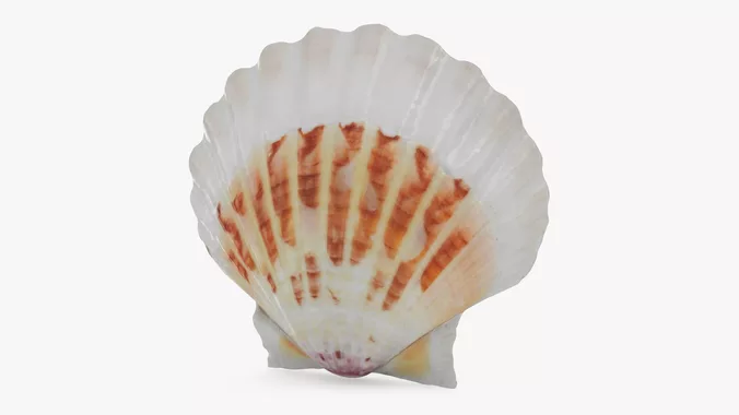 Clam Shell 02