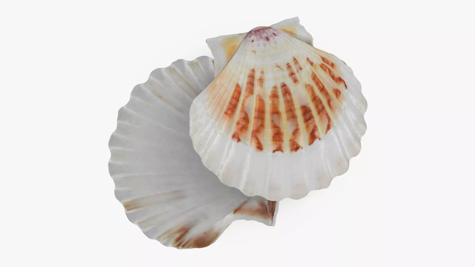 Clam Shell 02 Pose 2 3D model