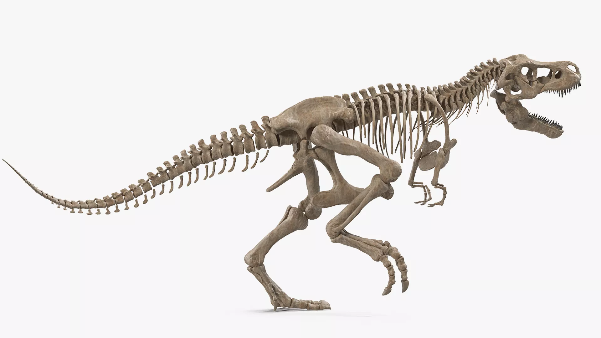 Tyrannosaurus Rex Skeleton Fossil Rigged 3D model