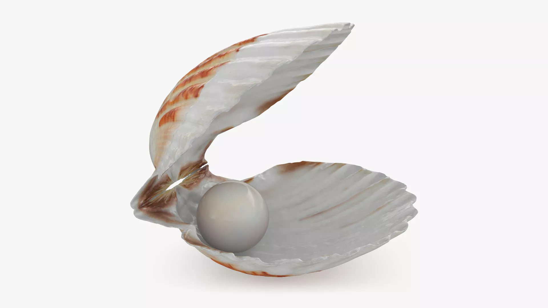 Clam Shell Pearl 02 3D model