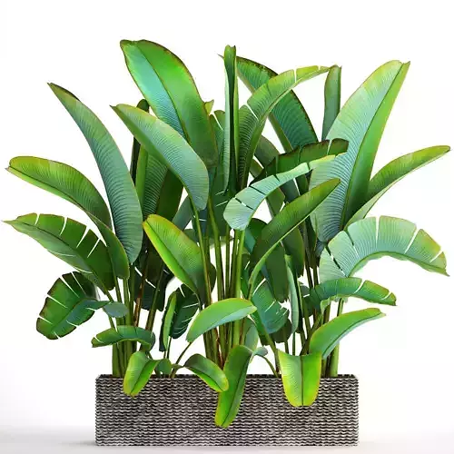 Ravenala palm 5 3D model