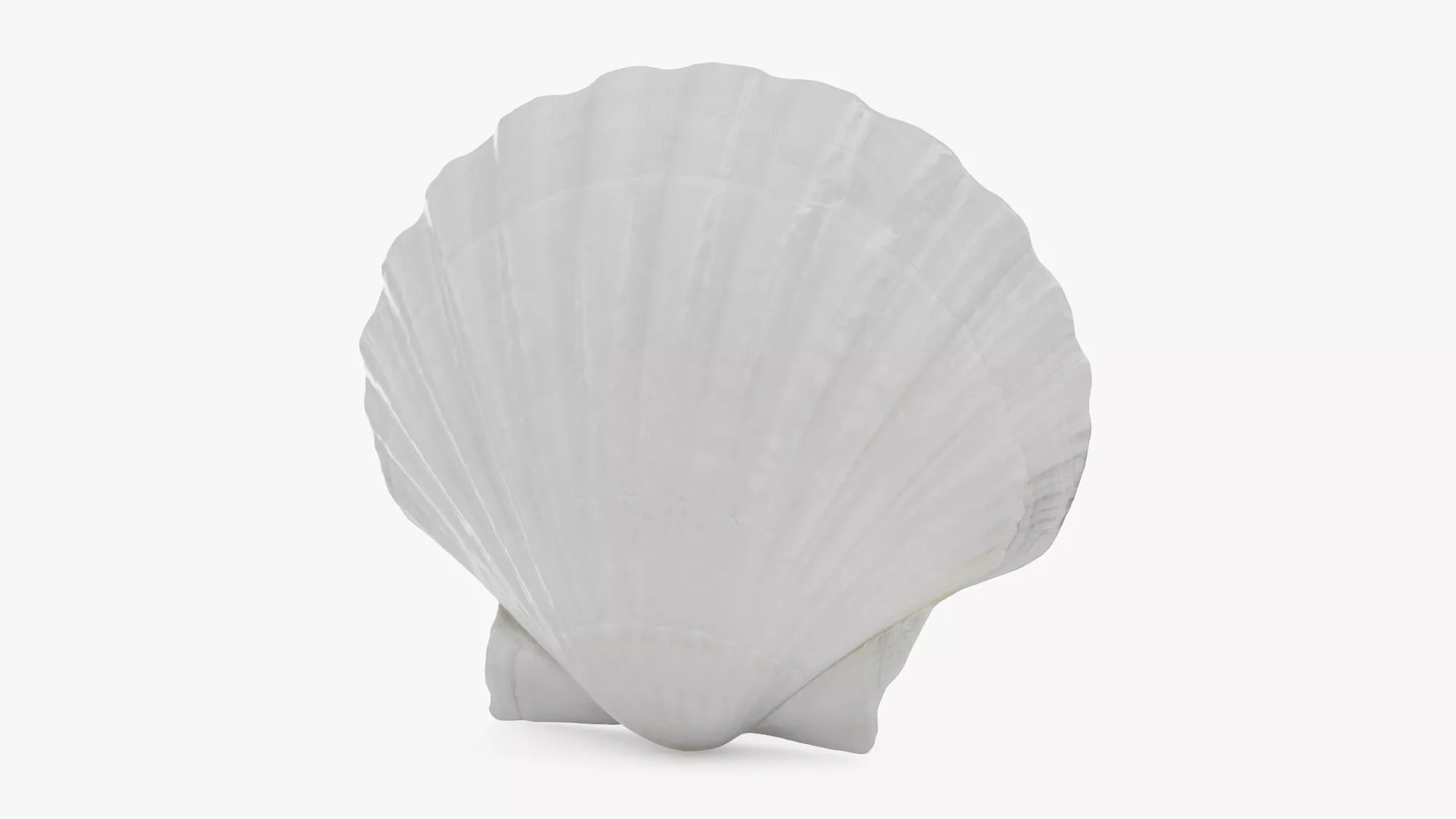 Clam Shell 03 Low-poly 3D model