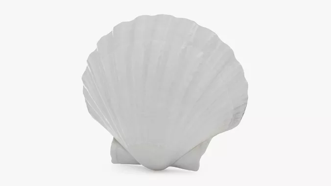 Clam Shell 03