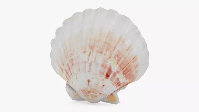 Clam Shell 04