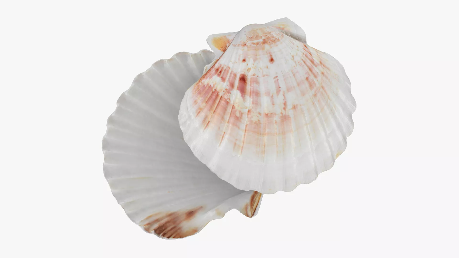 Clam Shell 04 Pose 2 3D model