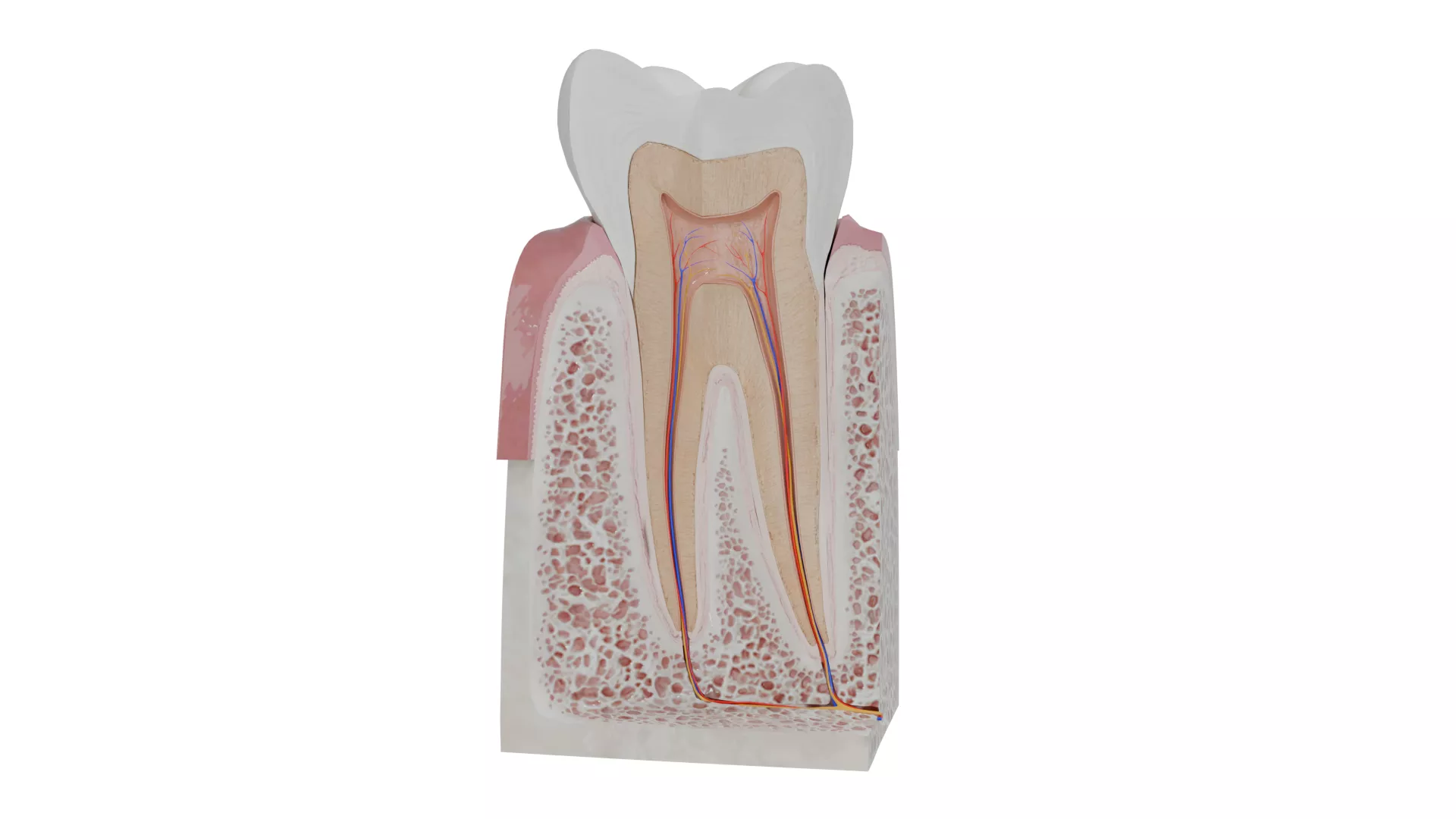 Molar Anatomy Tooth Root in Jaw Bone Cross Section Low-poly 3D model
