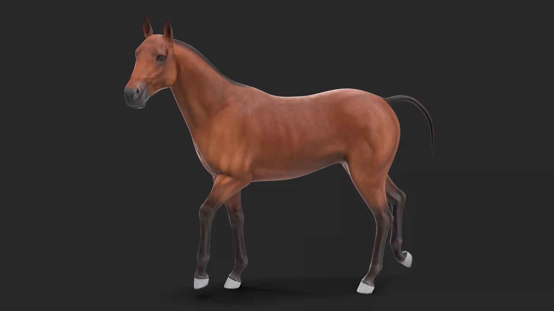 Bay Horse Rigged 3D model