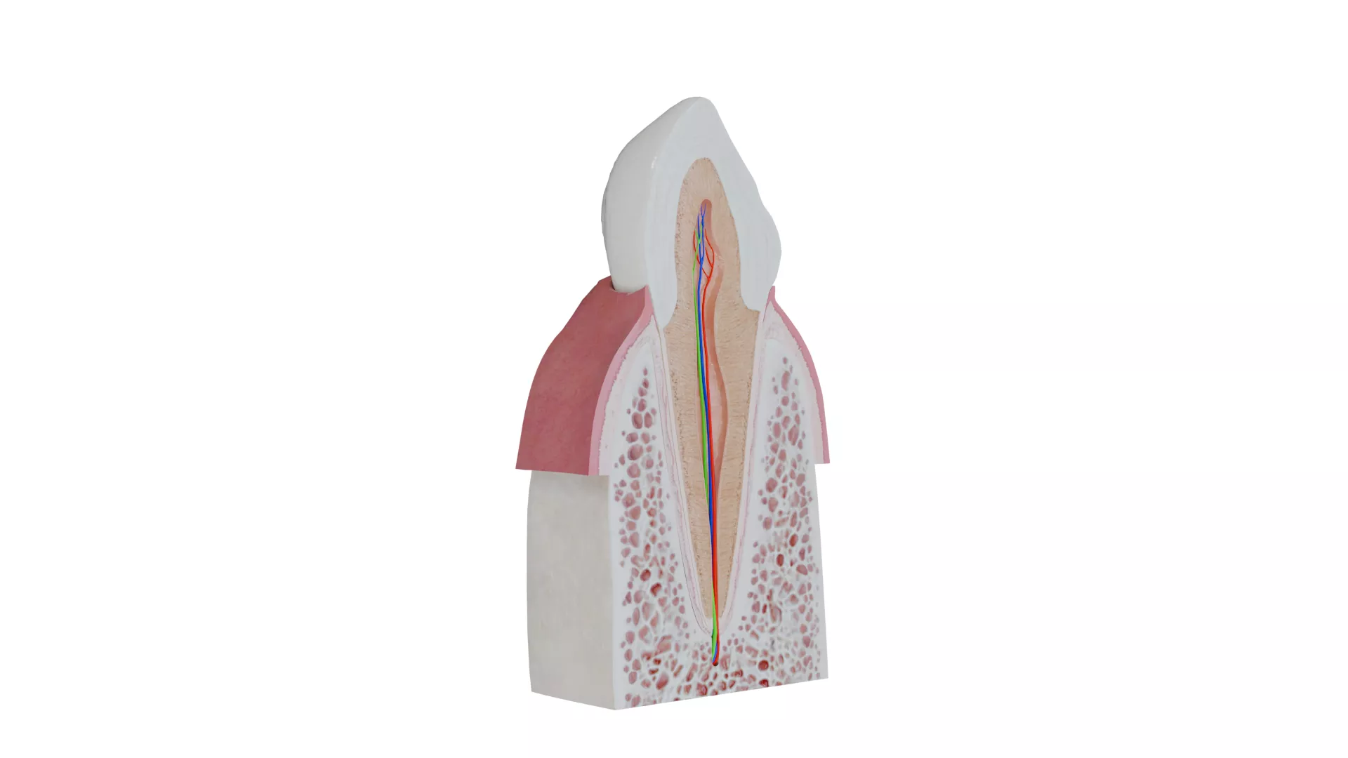 Incisor Tooth Anatomy Single Root Canal Cross Section Low-poly 3D model