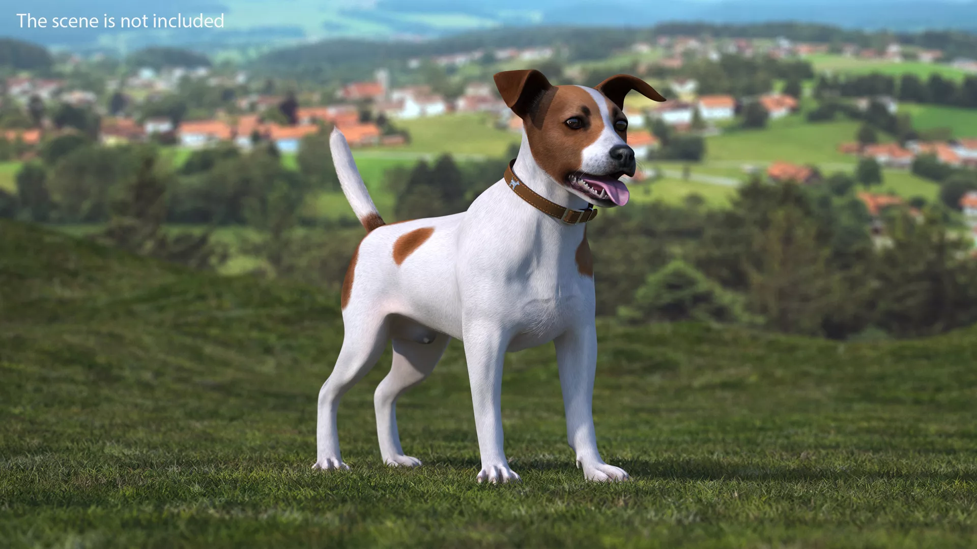 Spotted Jack Russell Terrier Fur Rigged 3D model
