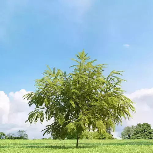 Robinia pseudoacacia Frisia 021 v3 AM136