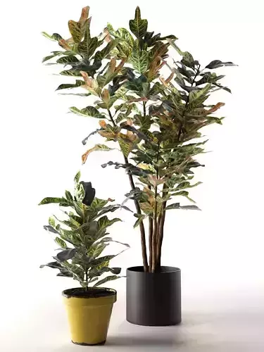 Croton Plants in Pots