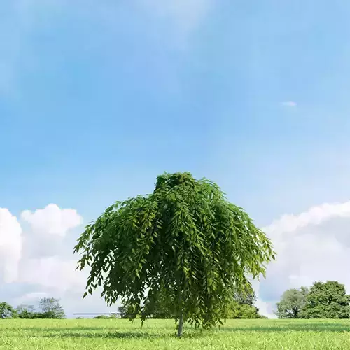 Salix repens var nitida 022 v1 AM136 3D model