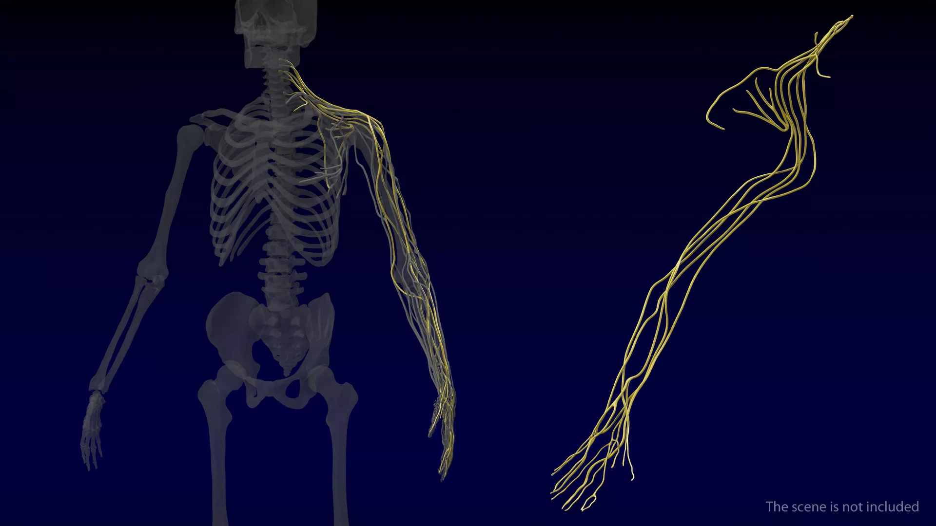 Human Arm Nervous System 3D model