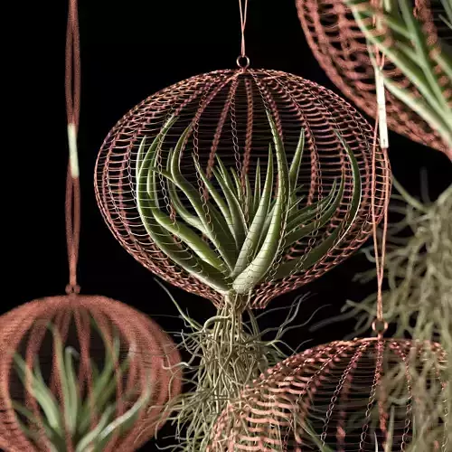 Air Plants in Wire Baskets