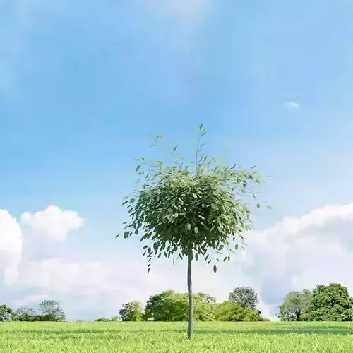 Salix repens var argentea 023 v1 AM136 3D model