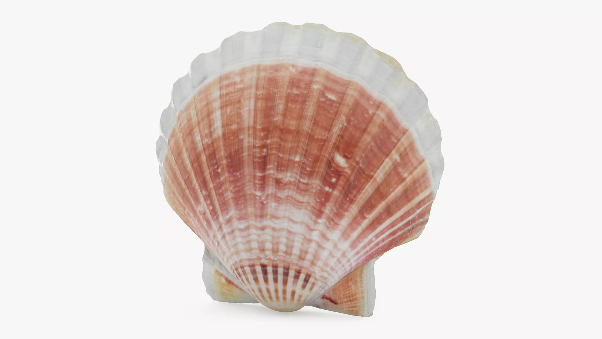 Clam Shell 05 Low-poly 3D model