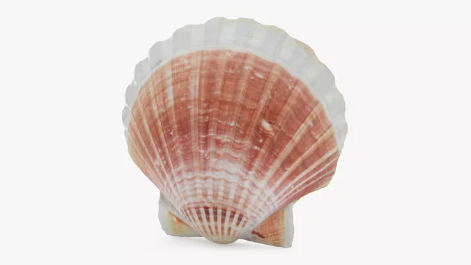 Clam Shell 05