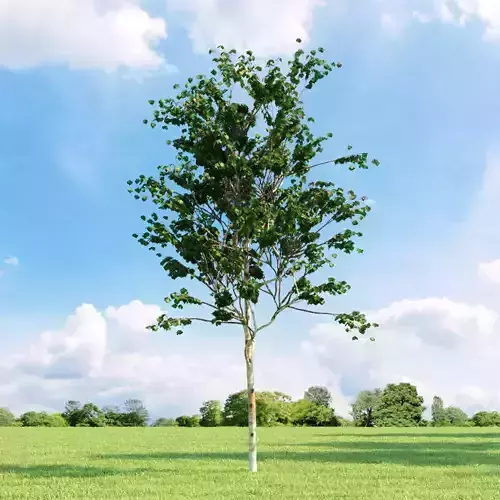 Betula albosinensis Fascination 025 v2 AM136 3D model