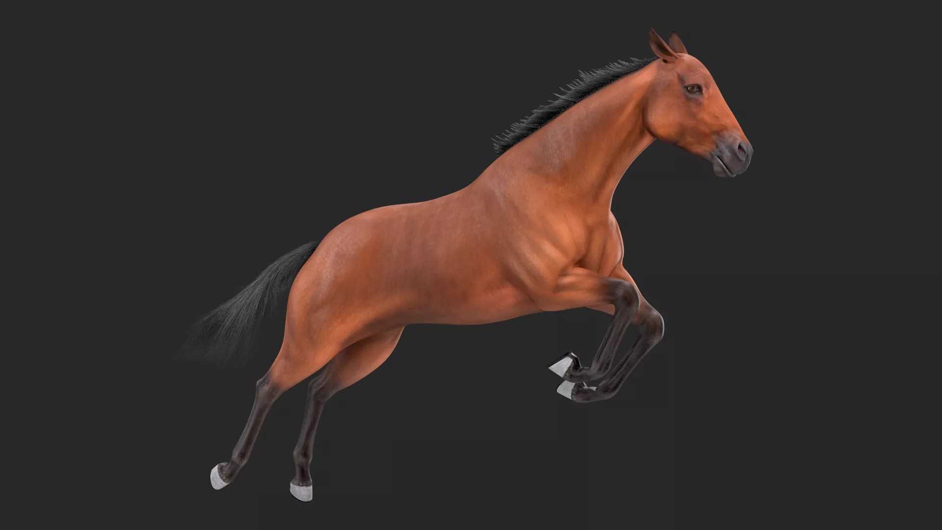 Jumping Bay Horse Fur 3D model