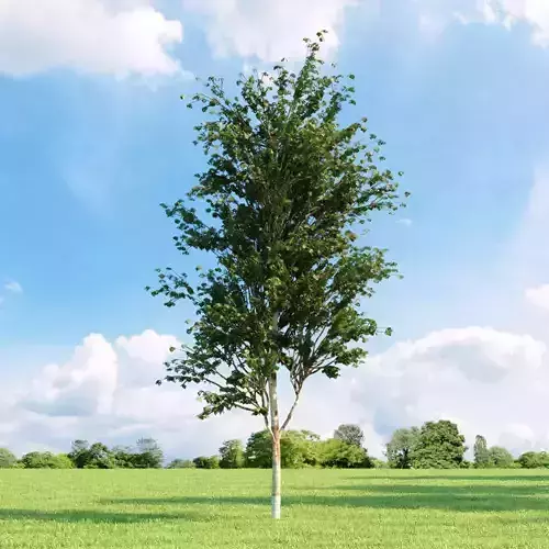 Betula albosinensis Fascination 025 v3 AM136