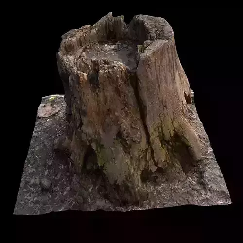 Old Stump