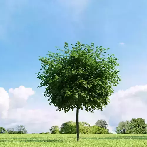 Robinia pseudoacacia 020 v3 AM136