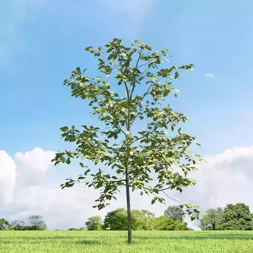 Quercus shumardii 019 v3 AM136