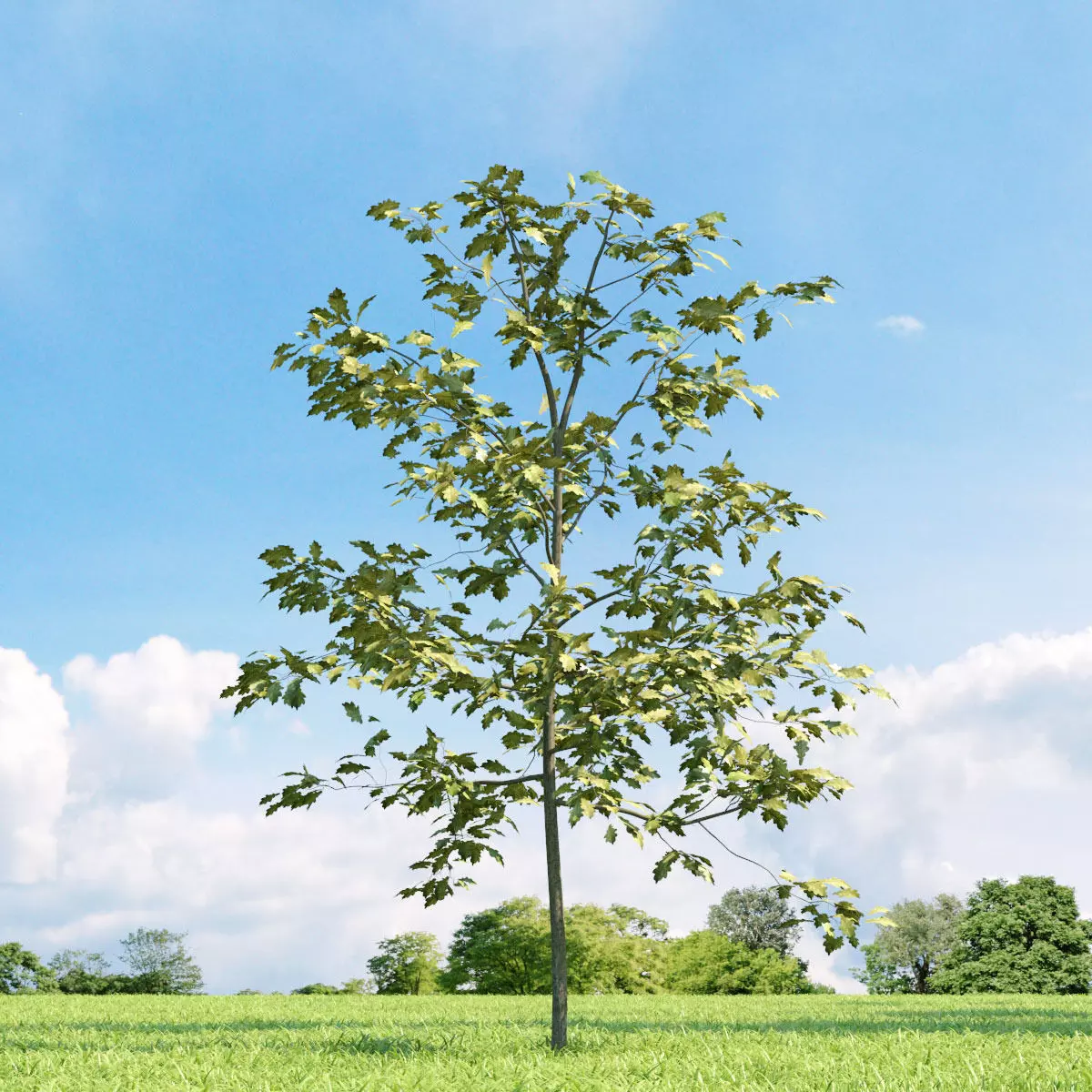 Quercus shumardii 019 v3 AM136 3D model_0