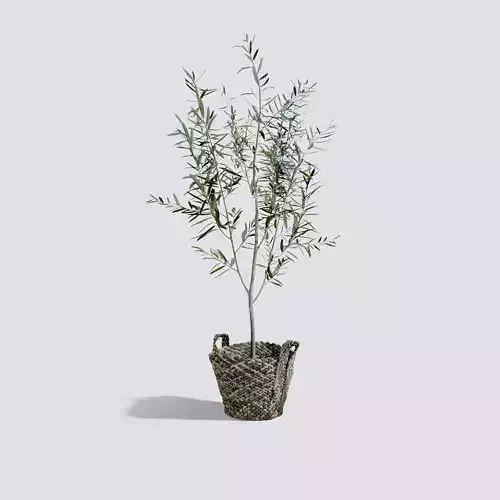 Olive Tree
