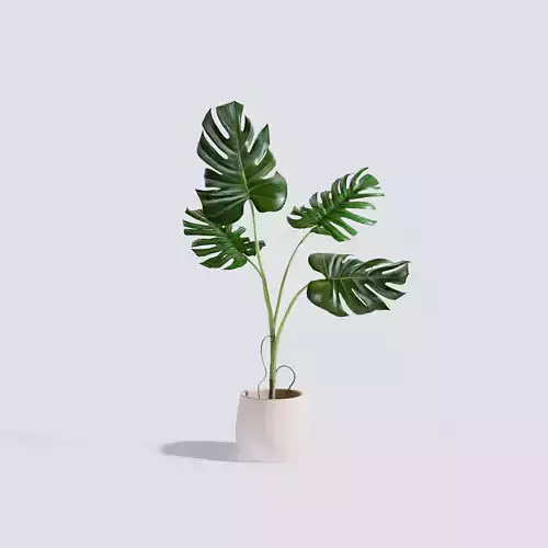 Monstera Plant