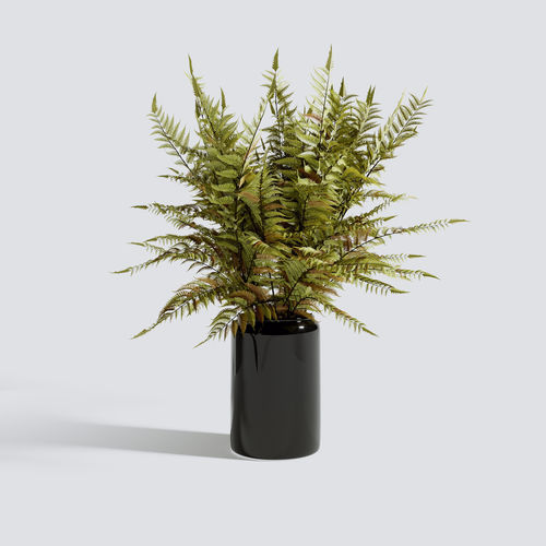 Autumn Fern Stem 3D model