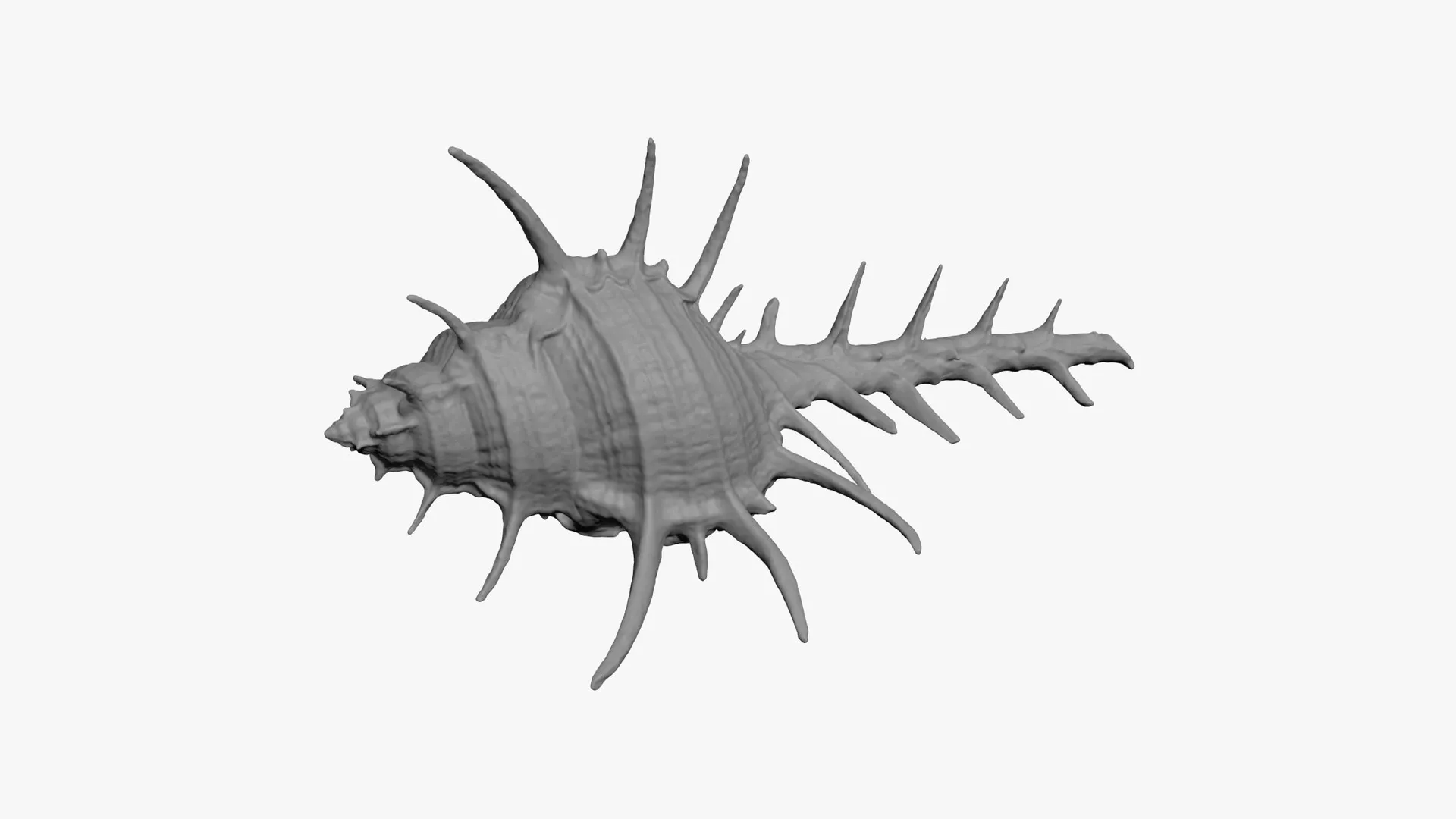 Murex Ternispina - For 3D Print 3D print model
