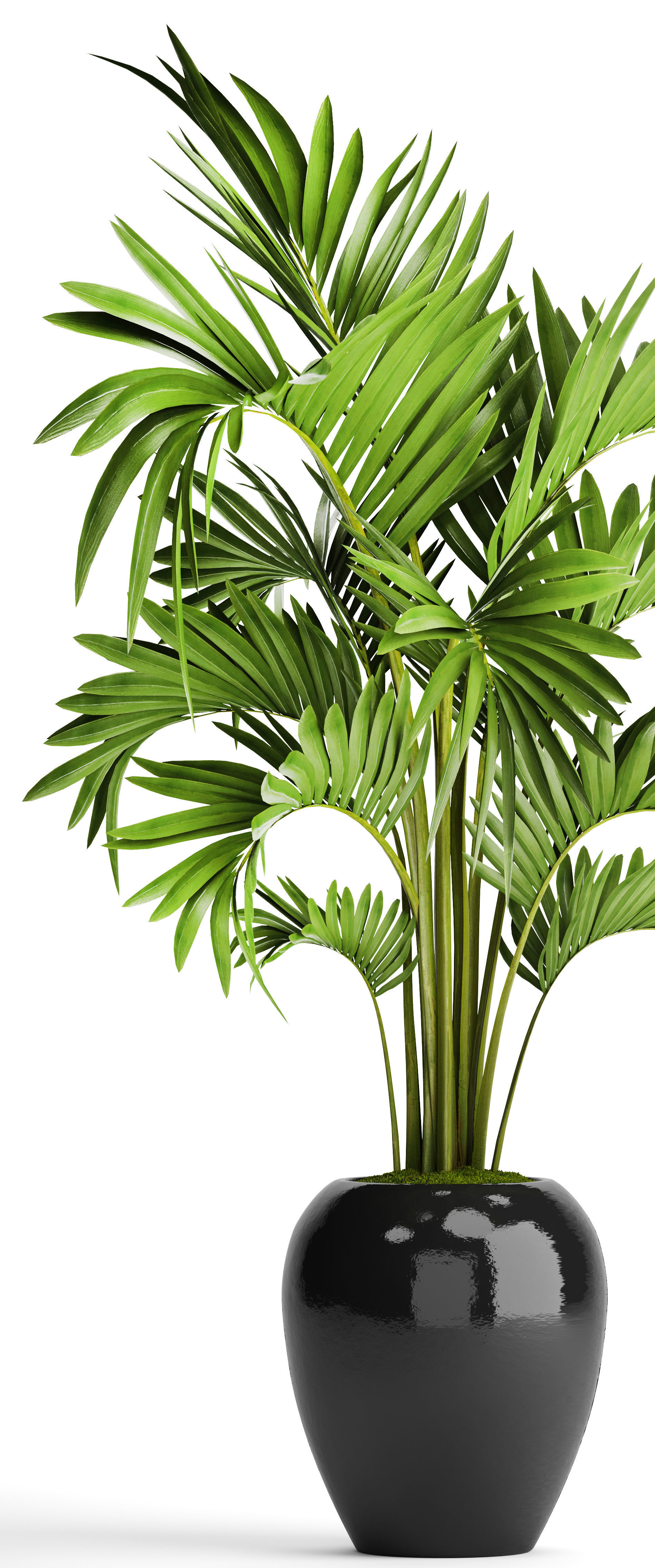 Howea Forsteriana Palm 3D model_9