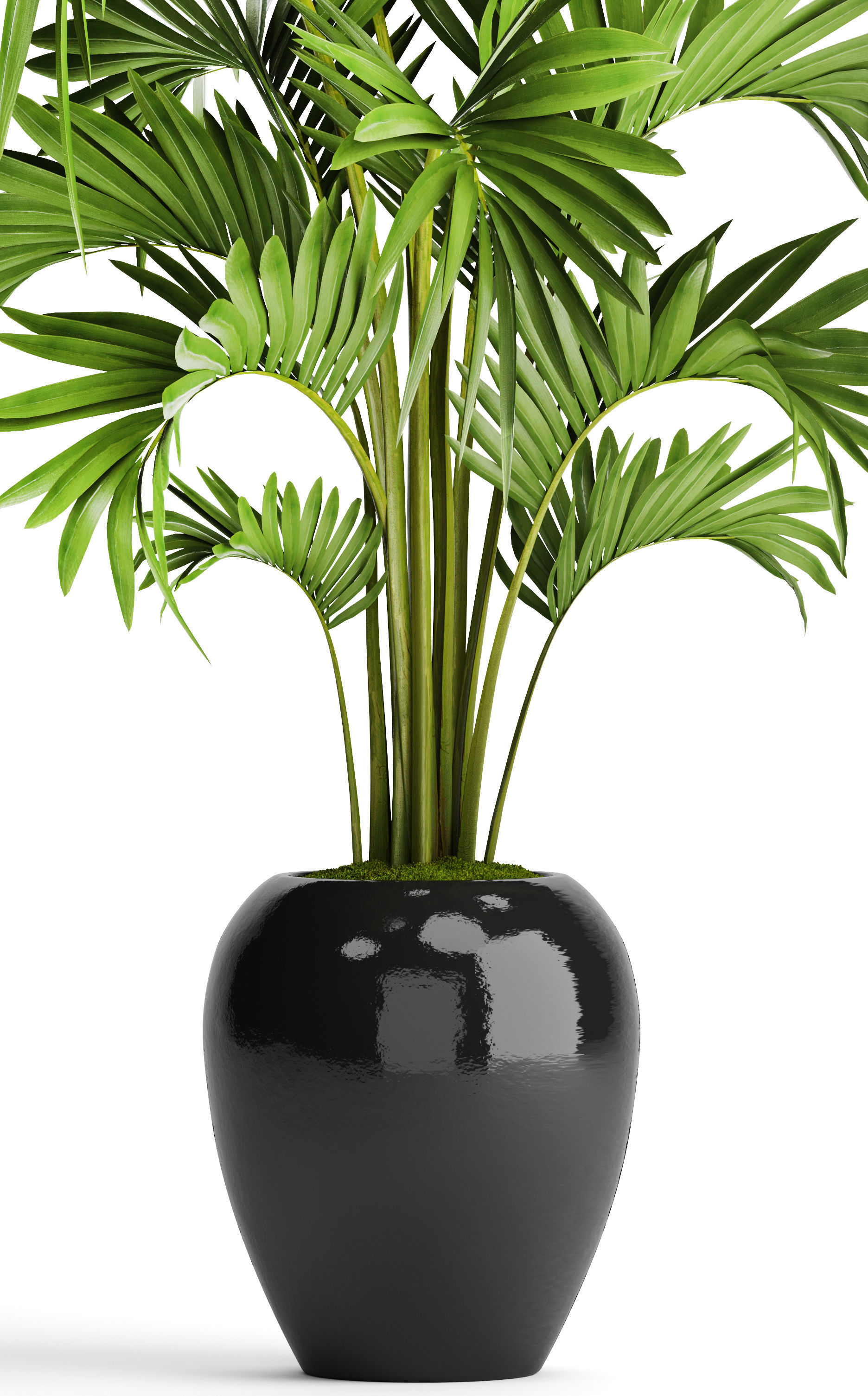 Howea Forsteriana Palm 3D model_7