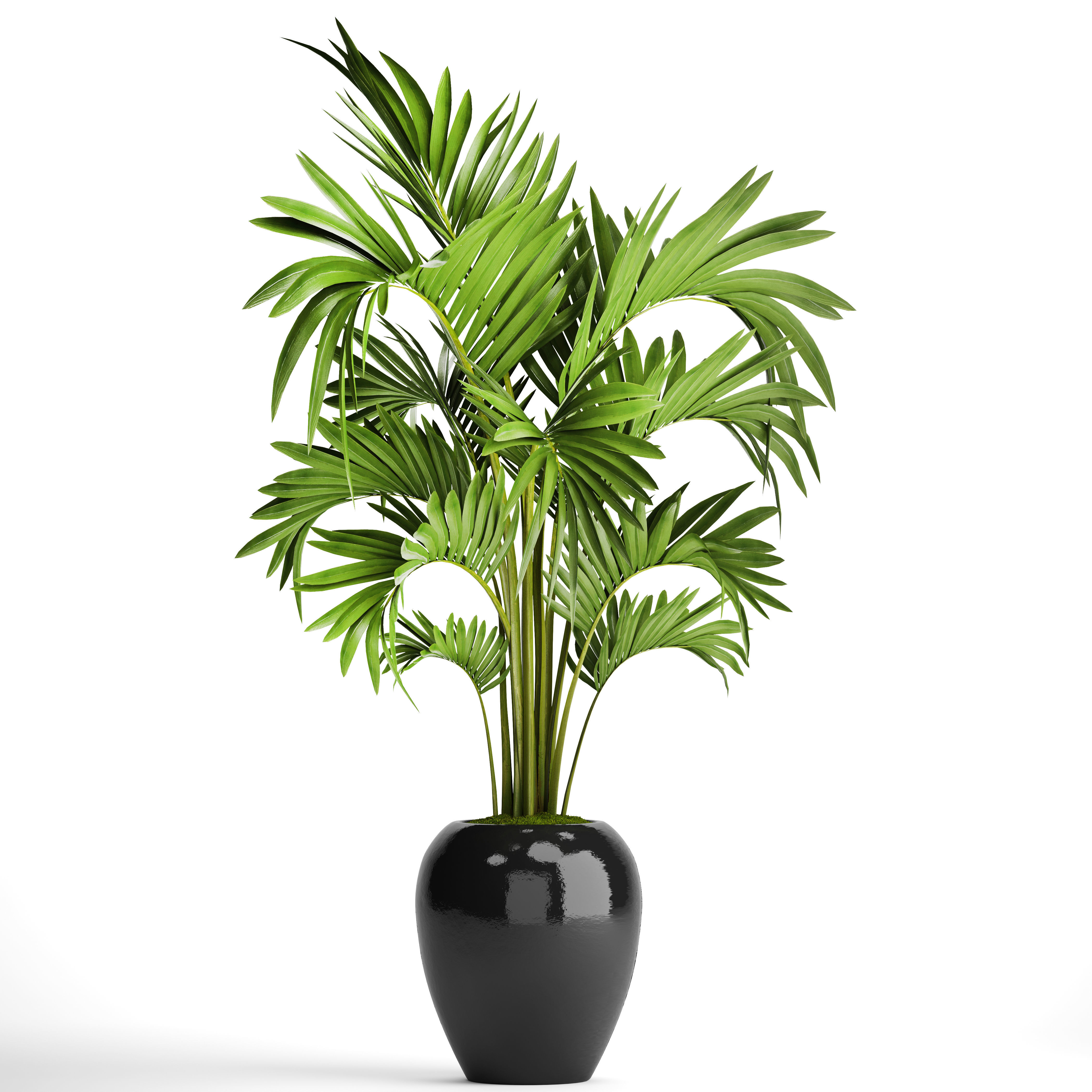 Howea Forsteriana Palm 3D model_6