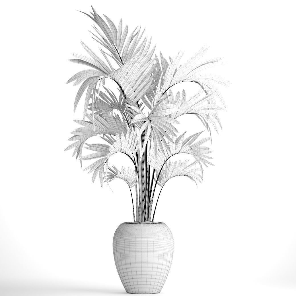 Howea Forsteriana Palm 3D model_4