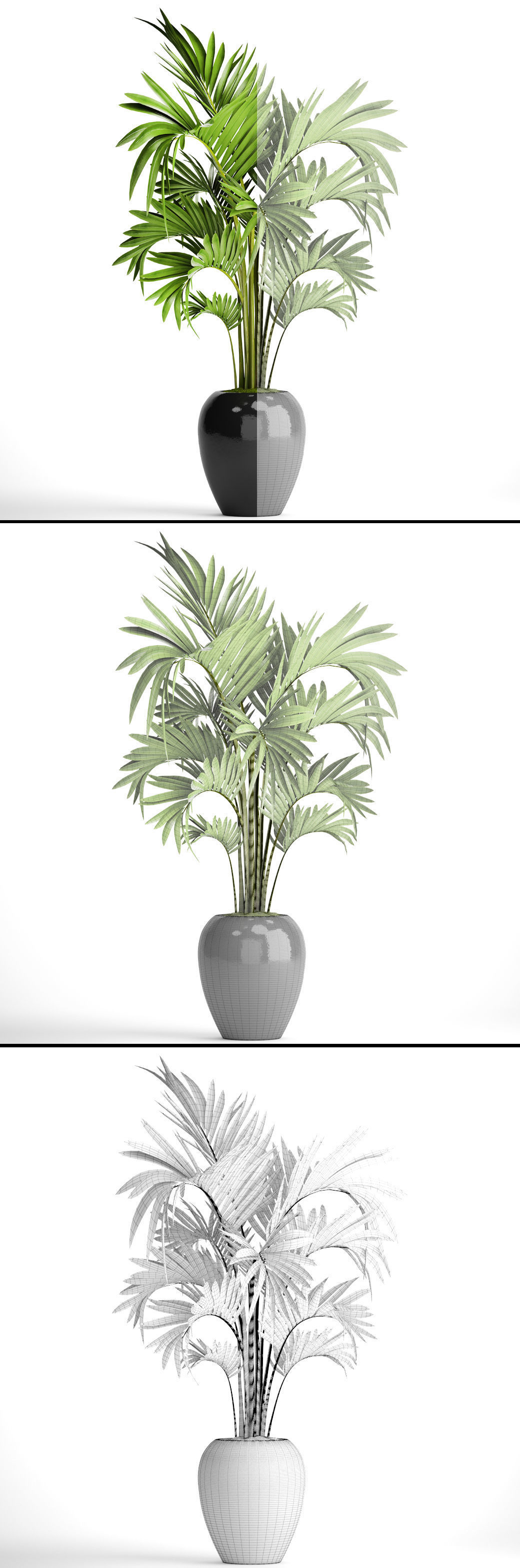 Howea Forsteriana Palm 3D model_5