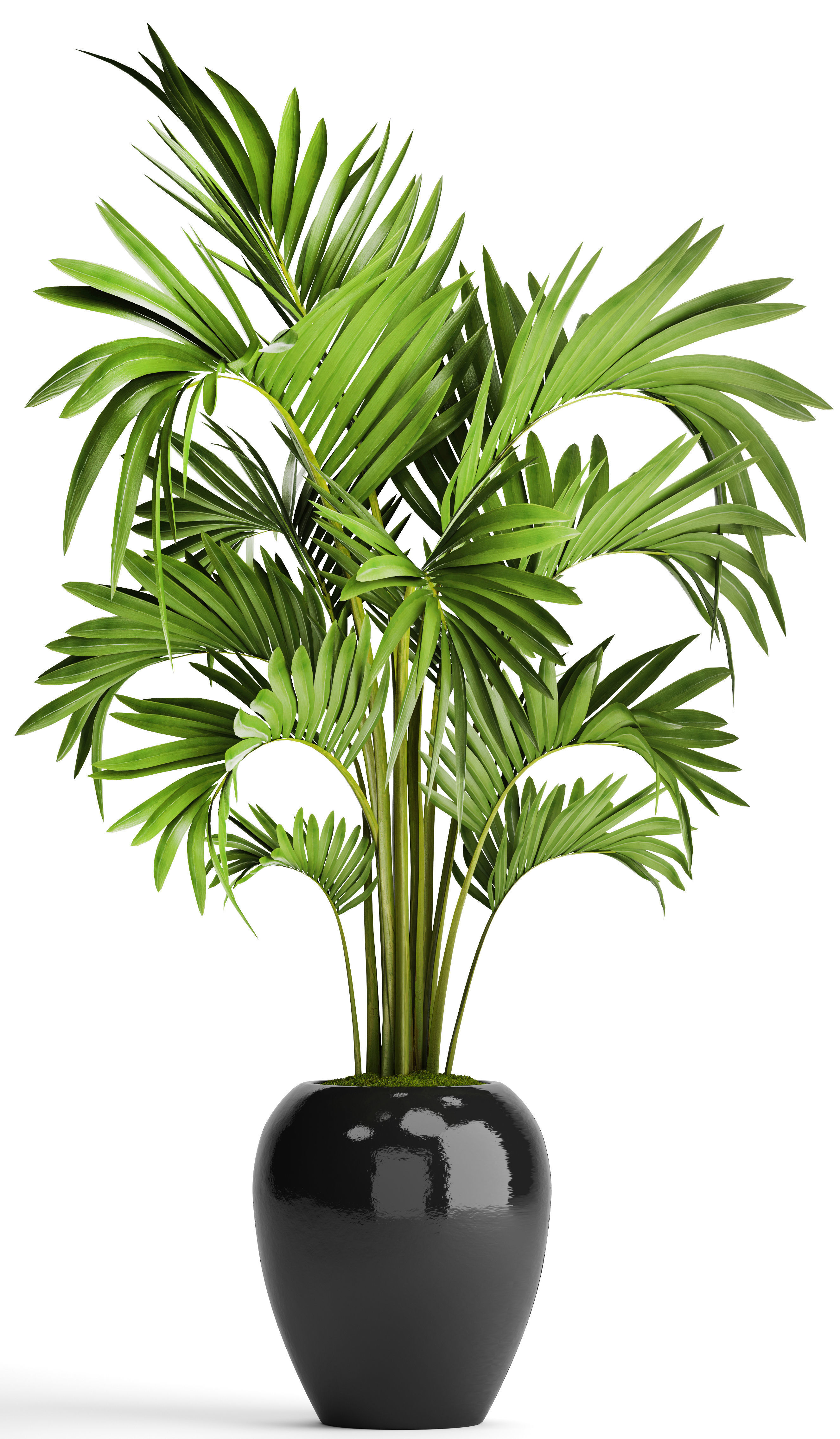 Howea Forsteriana Palm 3D model_10