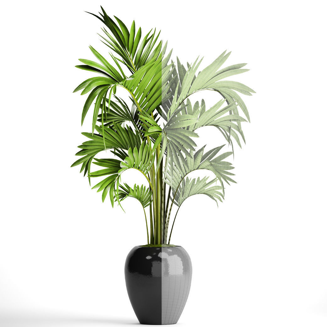 Howea Forsteriana Palm 3D model_1