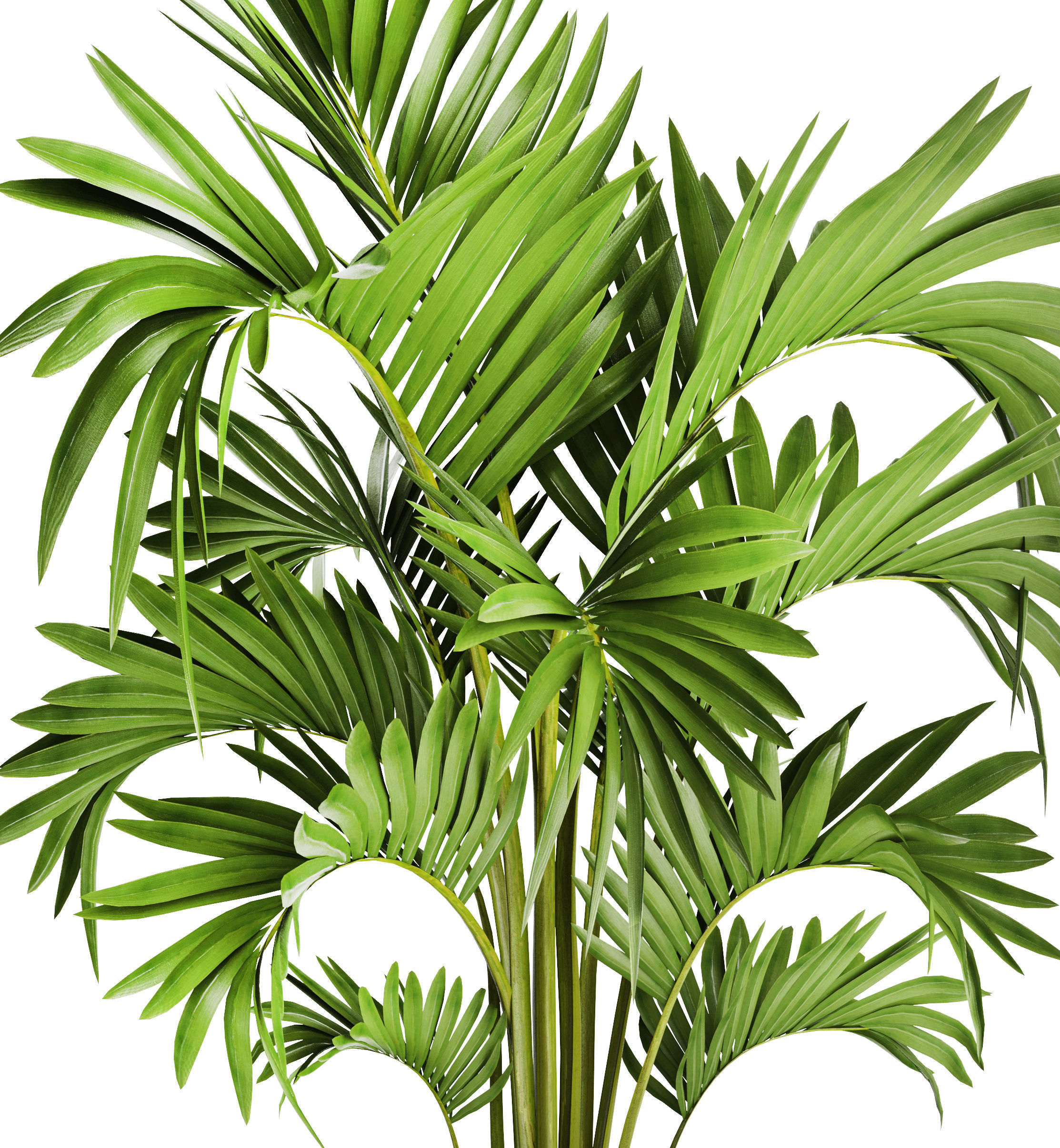 Howea Forsteriana Palm 3D model_3