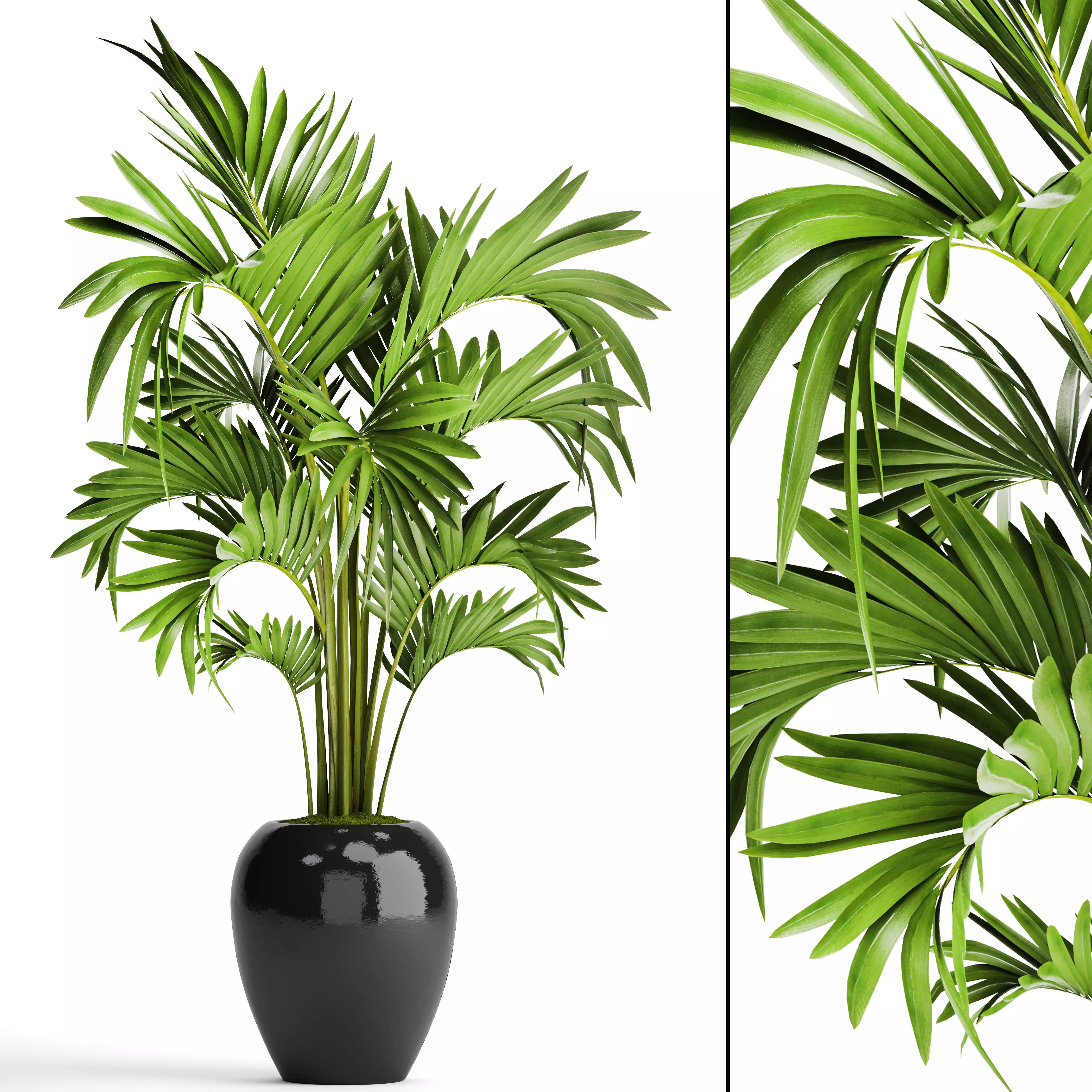 Howea Forsteriana Palm 3D model_0