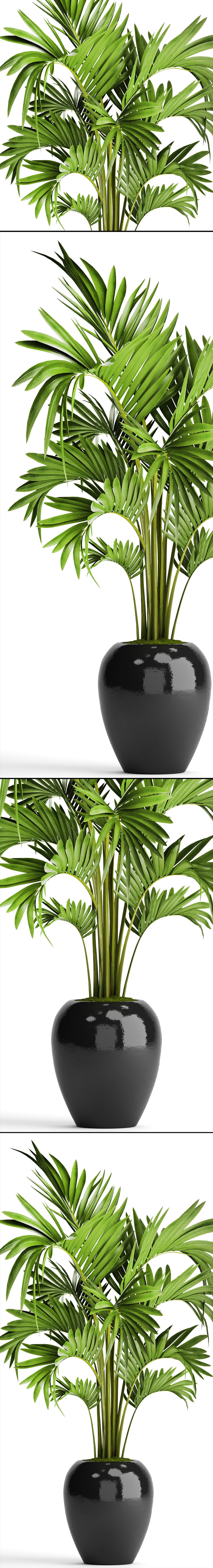 Howea Forsteriana Palm 3D model_8