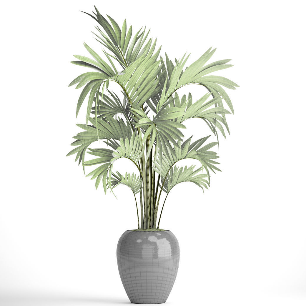 Howea Forsteriana Palm 3D model_2