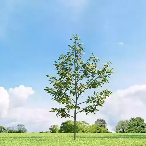 Quercus shumardii 019 v1 AM136