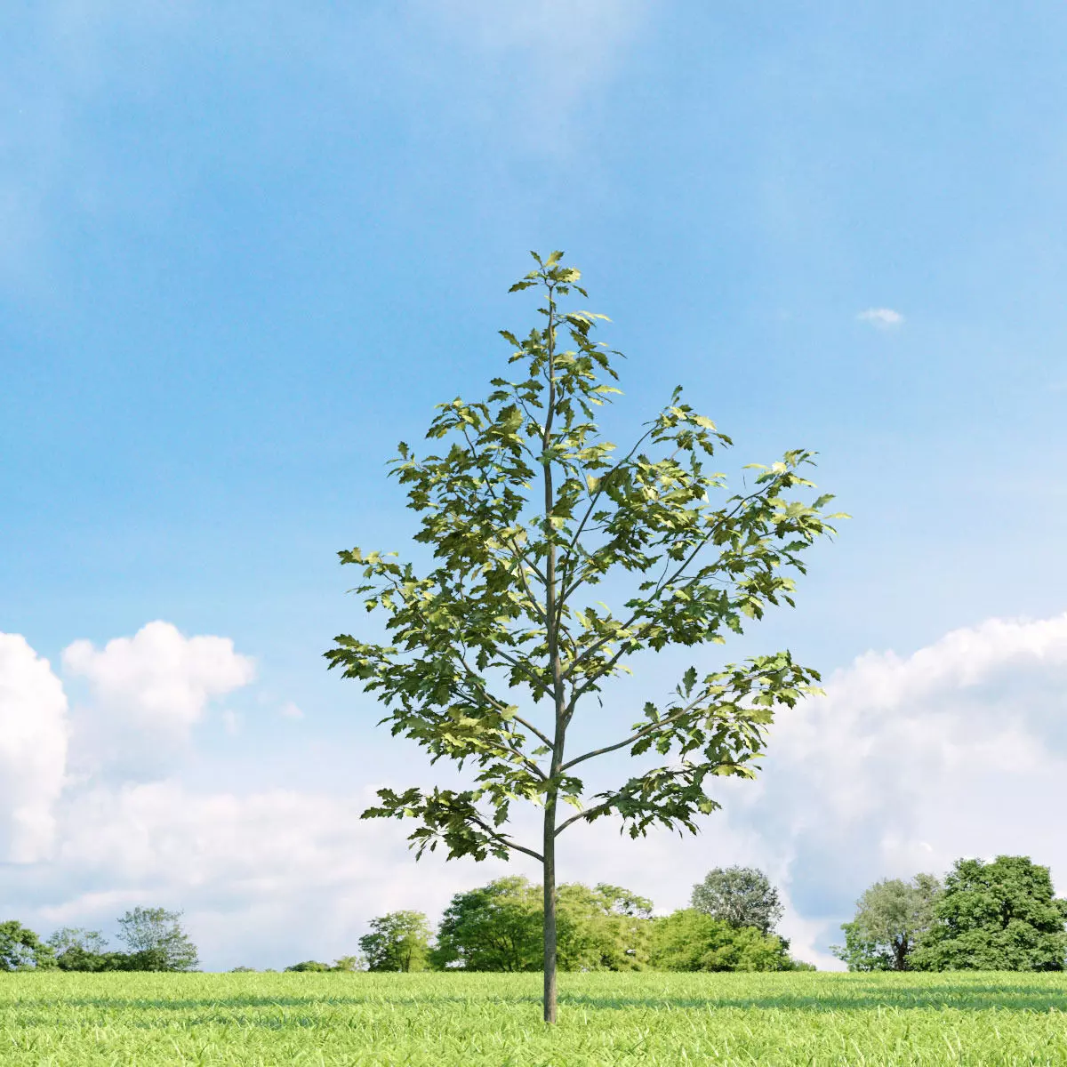 Quercus shumardii 019 v1 AM136 3D model_0