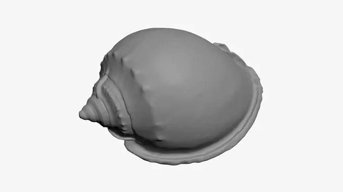 Phalium Glaucum - For 3D Print