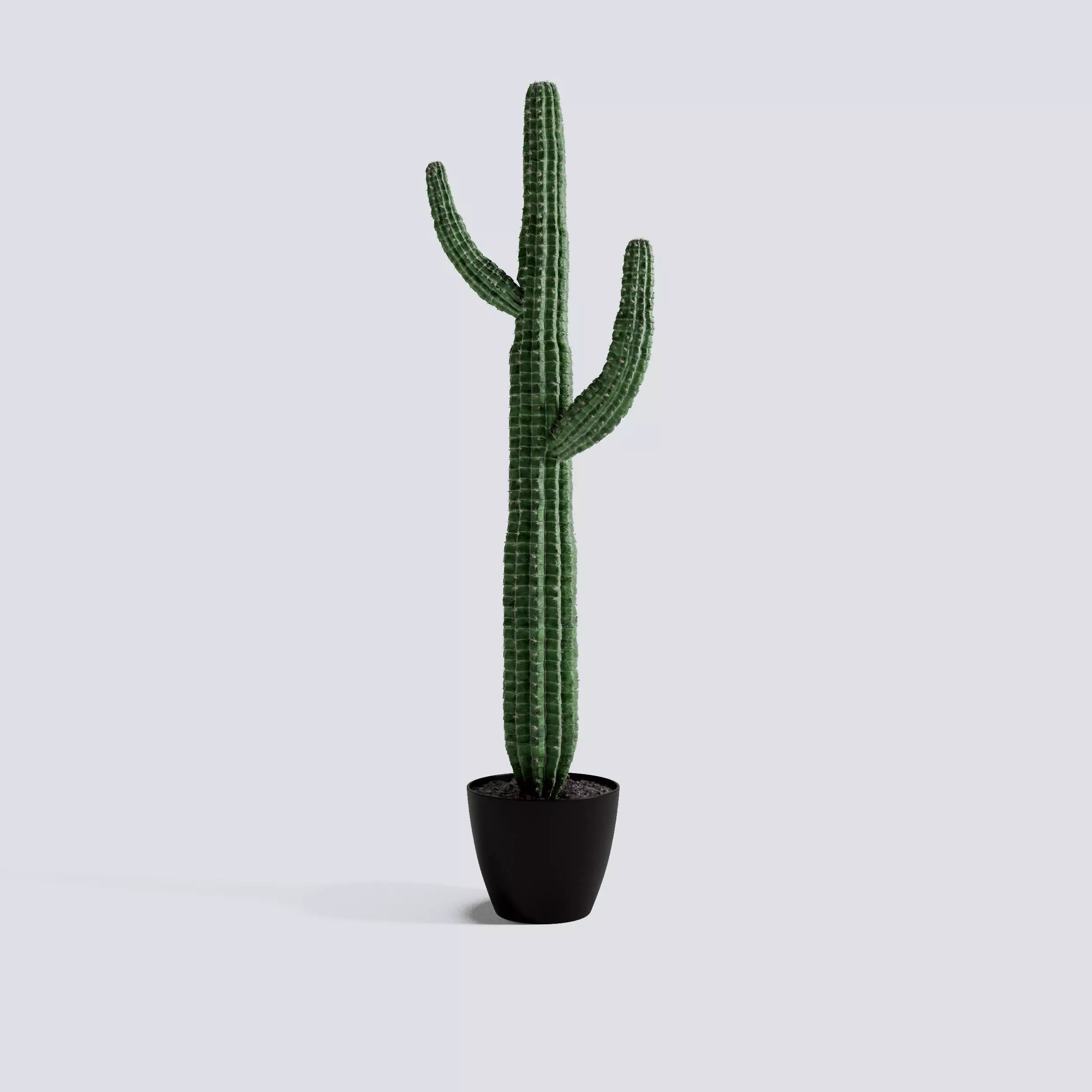 Arizona Cactus 3D model | CGTrader