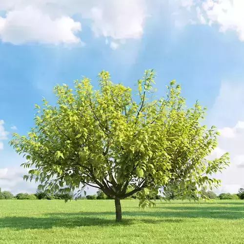 Prunus padus aurea 018 v3 AM136