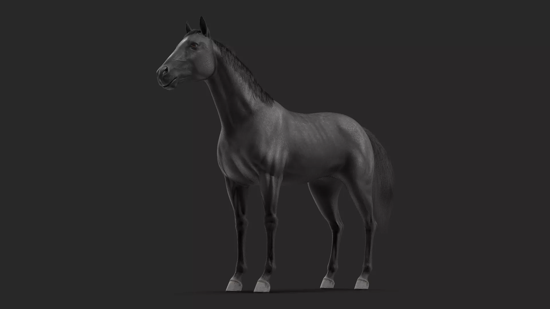 Black Horse Fur 3D model