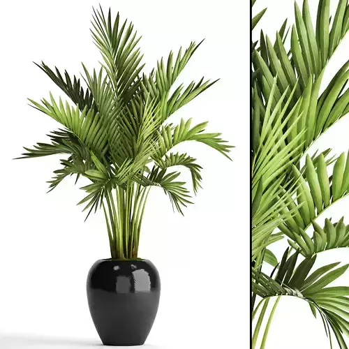 Howea Forsteriana Palm 2